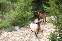 Randonn�es et ski de randonn�es en montagne dans les Pyr�n�es