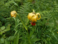 Randonn�es et ski de randonn�es en montagne dans les Pyr�n�es